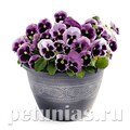 Виола Inspire Deluxxe Pink Surprise Blotch - 5 шт 10417 - фото 1687