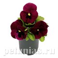 Виола Inspire Deluxxe Rose Blotch - 5 шт 10420 - фото 1690
