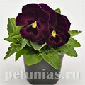 Виола Inspire Deluxxe Rose Velour - 5 шт 10421 - фото 1691