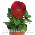 Виола Inspire Plus Scarlet - 5 шт 10422 - фото 1692