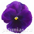 Виола Inspire Plus Violet - 5 шт 10424 - фото 1694