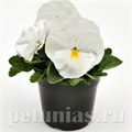 Виола Inspire Deluxxe White - 5 шт 10426 - фото 1696