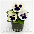 Виола Inspire Deluxxe White Blotch - 5 шт 10427 - фото 1697