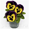 Виола Inspire Plus Yellow Purple Wing - 5 шт 10431 - фото 1701