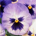 Виола Matrix Blue Frost - 5 шт 10434 - фото 1707