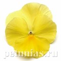 Виола Matrix Lemon - 5 шт 10437 - фото 1710