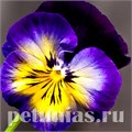 Виола Matrix Midnight Glow - 5 шт 10439 - фото 1712