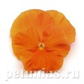 Виола Matrix Orange - 5 шт 10441 - фото 1714