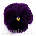 Виола Matrix Purple - 5 шт 10444 - фото 1717