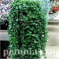 Дихондра изумрудная Emerald Falls - 3 шт 10623 - фото 1718