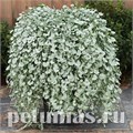 Дихондра серебристая Silver Serfer - 3 шт 10625 - фото 1722
