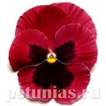 Виола Matrix Rose Blotch - 5 шт 10448 - фото 1724