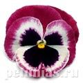 Виола Matrix Rose Wing - 5 шт 10449 - фото 1725