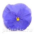 Виола Matrix True Blue - 5 шт 10452 - фото 1728