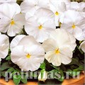 Виола Matrix White - 5 шт 10453 - фото 1729