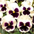 Виола Matrix White Blotch - 5 шт 10454 - фото 1730