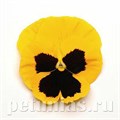 Виола Matrix Yellow Blotch - 5 шт 10456 - фото 1732