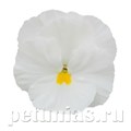 Виола Power Clear White - 5 шт 10458 - фото 1734