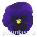 Виола Power Deep Blue with Blotch - 5 шт 10460 - фото 1736