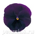 Виола Power Purple with Blotch - 5 шт 10461 - фото 1739