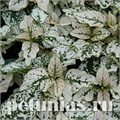 Гипоэстес Splash Select White - 5 шт 10600 - фото 1741