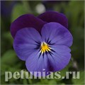 Виола Sorbet Quick Blue Purple Jump Up - 5 шт 10493 - фото 1744