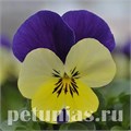 Виола Sorbet Quick Lemon Jump Up - 5 шт 10494 - фото 1745