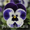 Виола Sorbet Quick Mickey - 5 шт 10495 - фото 1746