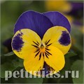 Виола Sorbet Quick Yellow Blue Jump Up - 5 шт 10497 - фото 1749