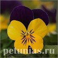 Виола Sorbet Quick Yellow Violet Jump Up - 5 шт 10498 - фото 1751