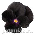 Виола Sorbet Black Delight - 5 шт 10500 - фото 1755