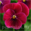 Виола Sorbet Carmine Rose - 5 шт 10501 - фото 1758