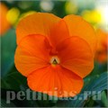 Виола Sorbet XP Deep Orange - 5 шт 10503 - фото 1760
