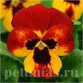 Виола Sorbet Fire - 5 шт 10506 - фото 1763