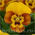 Виола Sorbet Honeybee - 5 шт 10507 - фото 1764