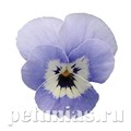 Виола Sorbet XP Marina - 5 шт 10509 - фото 1766