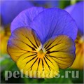 Виола Sorbet XP Morpho - 5 шт 10511 - фото 1768