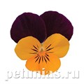 Виола Sorbet XP Orange Jump Up - 5 шт 10513 - фото 1770