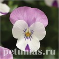 Виола Sorbet XP Pink Wing - 5 шт 10514 - фото 1771