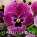 Виола Sorbet XP Raspberry - 5 шт 10516 - фото 1773