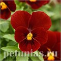 Виола Sorbet XP Red - 5 шт 10517 - фото 1774