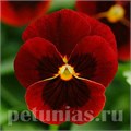 Виола Sorbet Red Blotch - 5 шт 10518 - фото 1775