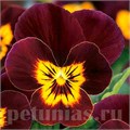 Виола Sorbet Ruby Gold Babyface - 5 шт 10519 - фото 1776