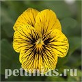 Виола Sorbet Tiger Eye - 5 шт 10520 - фото 1777