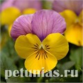 Виола Sorbet XP Yellow Pink Jump Up - 5 шт 10522 - фото 1779