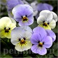 Виола Penny Azure Dawn - 5 шт 10462 - фото 1787