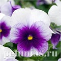 Виола Penny Beaconsfield - 5 шт 10463 - фото 1788