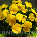 Виола Penny Clear Yellow - 5 шт 10467 - фото 1792