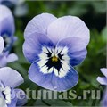 Виола Penny Marina - 5 шт 10471 - фото 1796