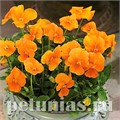 Виола Penny Orange - 5 шт 10474 - фото 1799